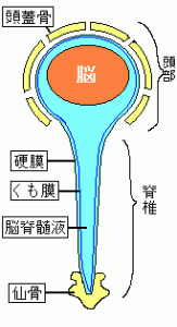 脳脊髄液の流れ